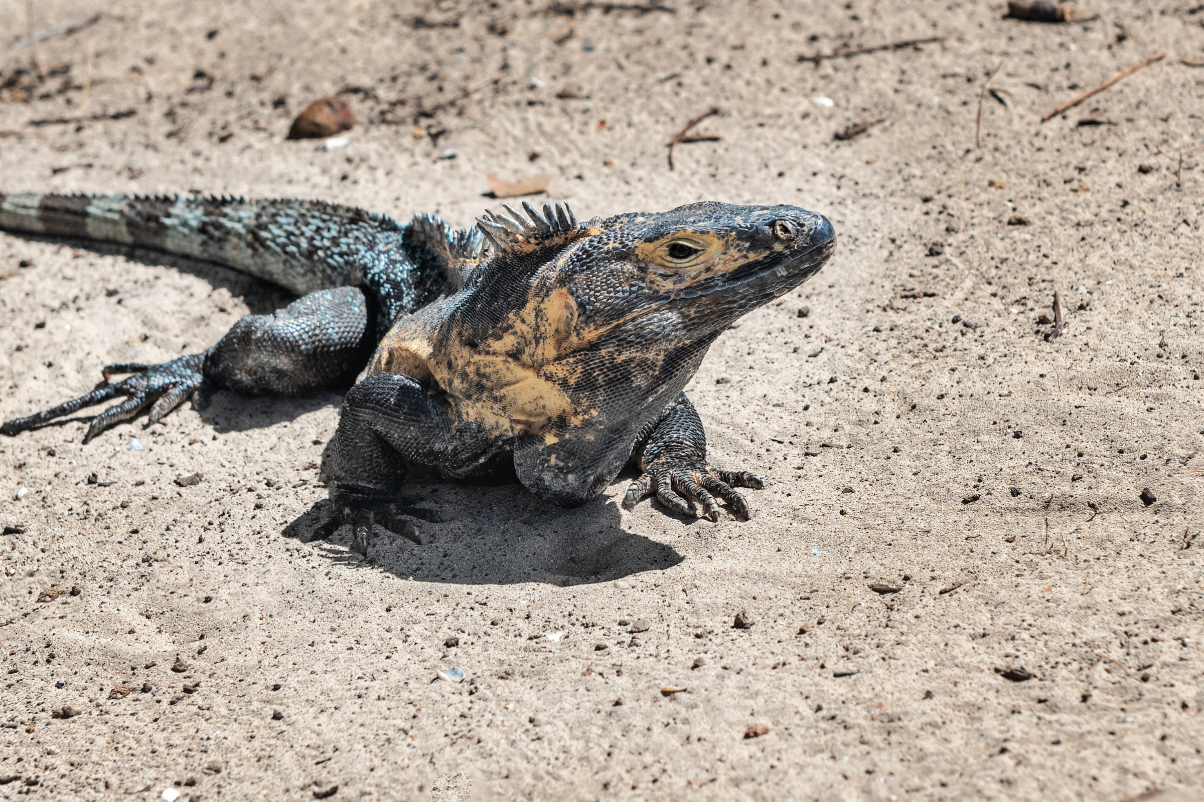36 isla iguana.webp